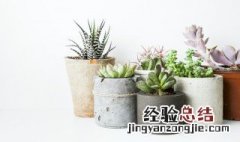 多肉的花如何扦插成活率高 多肉的花如何扦插