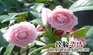 月季花啥时候扦插合适 问月季花什么时候扦插?