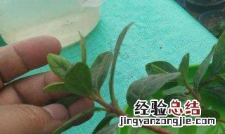 杜鹃花冬季扦插方法 冬季扦插杜鹃花多长时间生根