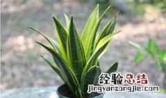 黄金虎皮兰可以扦插吗视频 黄金虎皮兰可以扦插吗