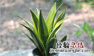 黄金虎皮兰可以扦插吗视频 黄金虎皮兰可以扦插吗