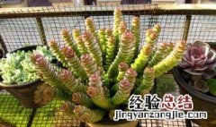 多肉植物如何扦插 多肉的花怎么扦插