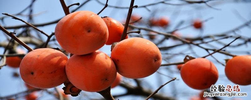 柿子是什么季节熟的 柿子什么季节熟