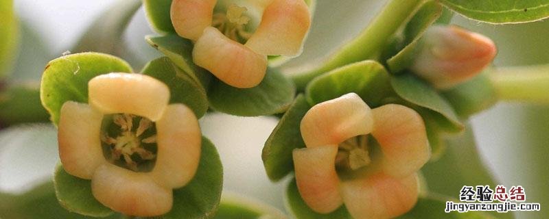 柿子花长啥样 柿子花是什么颜色的