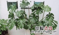 龟背竹适合什么时候扦插呢 龟背竹适合什么时候扦插