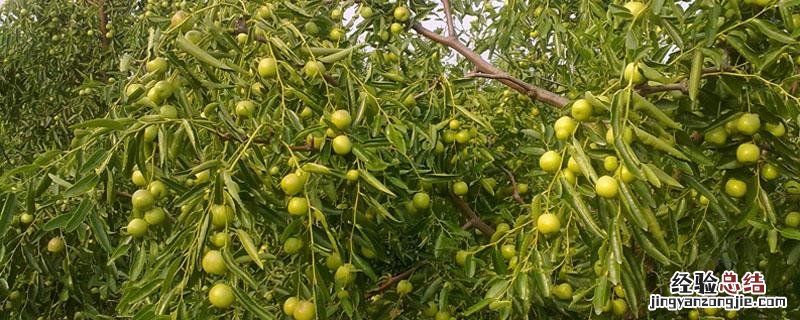 枣树太高怎么摘枣 枣树长的太高怎么办