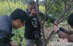 柑橘高枝嫁接技术 柑橘秋季高接换种技术