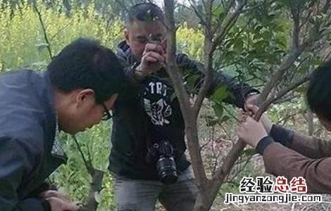 柑橘高枝嫁接技术 柑橘秋季高接换种技术