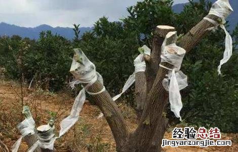 柑橘高枝嫁接技术 柑橘秋季高接换种技术