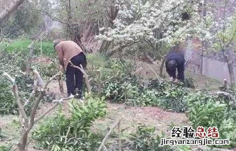 柑橘高枝嫁接技术 柑橘秋季高接换种技术