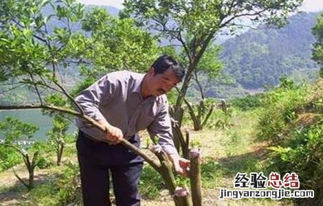 柑橘高枝嫁接技术 柑橘秋季高接换种技术