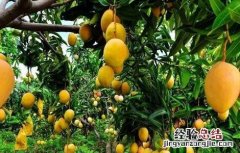 果树施肥的注意事项 果树施肥注意事项