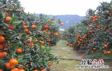 柑橘夏季修剪方法及要点 柑橘树夏季修剪技术
