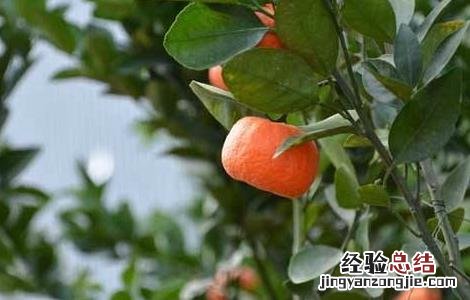 柑橘夏季修剪方法及要点 柑橘树夏季修剪技术