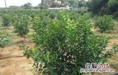 柑橘夏季修剪方法及要点 柑橘树夏季修剪技术