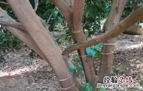 柑橘夏季修剪方法及要点 柑橘树夏季修剪技术
