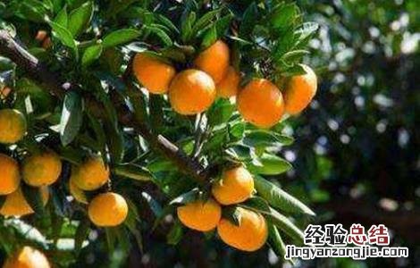 柑橘夏季修剪方法及要点 柑橘树夏季修剪技术