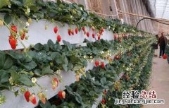 草莓的无土栽培技术3000字 草莓的无土栽培技术
