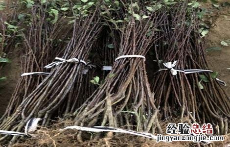 西梅的栽培技术 西梅的栽培技术示范与推广项目