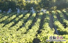 西梅的栽培技术 西梅的栽培技术示范与推广项目