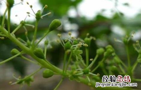 葡萄的花果管理技术视频 葡萄的花果管理技术