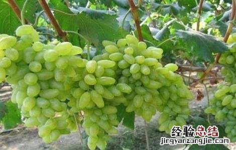 葡萄的花果管理技术视频 葡萄的花果管理技术