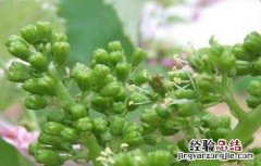 葡萄的花果管理技术视频 葡萄的花果管理技术