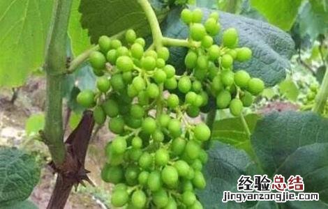 葡萄的花果管理技术视频 葡萄的花果管理技术
