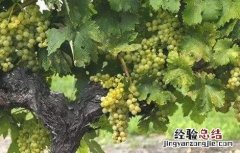 如何提高葡萄的产量 如何提高葡萄的产量和甜度