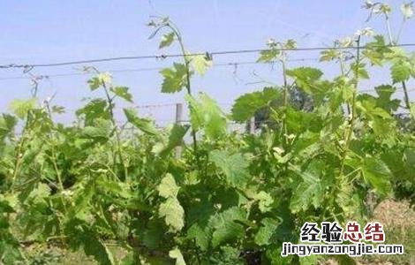如何提高葡萄的产量 如何提高葡萄的产量和甜度