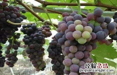 如何提高葡萄的产量 如何提高葡萄的产量和甜度