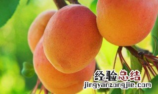 油桃子是什么季节的水果 油桃子是什么季节的水果图片