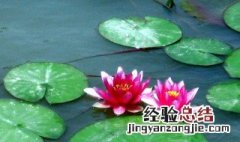 睡莲什么时候季节发芽最好 睡莲什么时候季节发芽