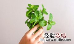 艾叶加薄荷有什么功效 艾叶加薄荷有什么功效和作用