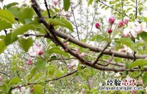 苹果树的花期管理 苹果树花期管理要点