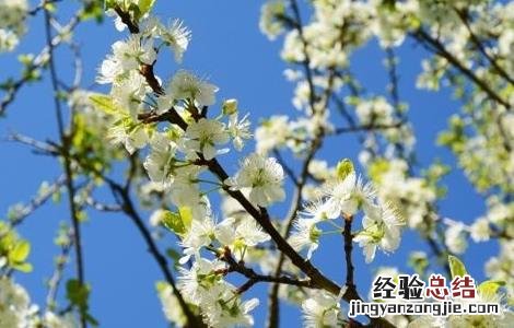 苹果树的花期管理 苹果树花期管理要点