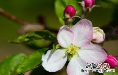 苹果树的花期管理 苹果树花期管理要点