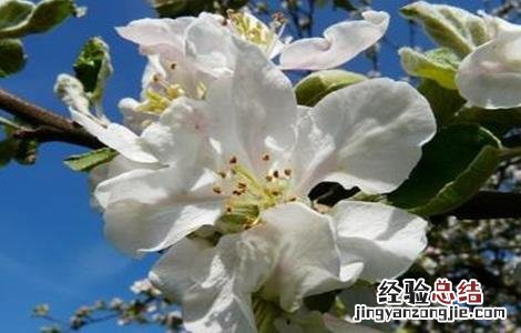 苹果树的花期管理 苹果树花期管理要点