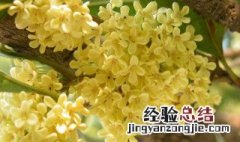 桂花在什么季节剪枝 桂花什么季节剪枝?怎样剪