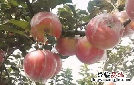 苹果套袋后的管理要点有哪些 苹果套袋后的管理要点