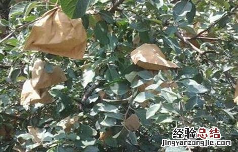 苹果套袋后的管理要点有哪些 苹果套袋后的管理要点
