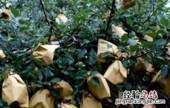 苹果套袋后的管理要点有哪些 苹果套袋后的管理要点