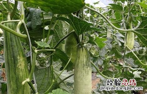羊角蜜的种植时间与方法 羊角蜜怎么种植方法如下