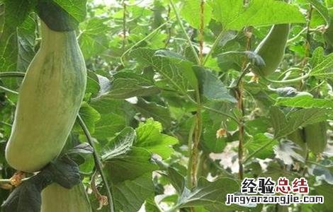 羊角蜜的种植时间与方法 羊角蜜怎么种植方法如下