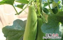 羊角蜜的种植时间与方法 羊角蜜怎么种植方法如下