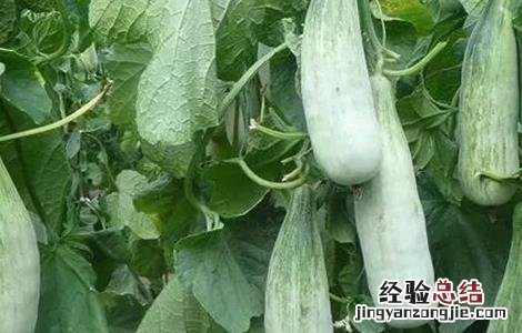 羊角蜜的种植时间与方法 羊角蜜怎么种植方法如下