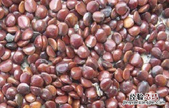 北枳椇子的功效与作用图片 北枳椇子的功效与作用