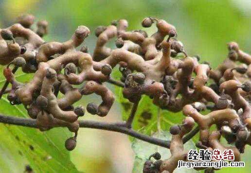 北枳椇子的功效与作用图片 北枳椇子的功效与作用