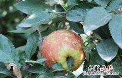 苹果病毒病防治方法 苹果病毒病怎么处理