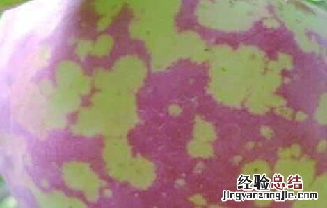 苹果病毒病防治方法 苹果病毒病怎么处理